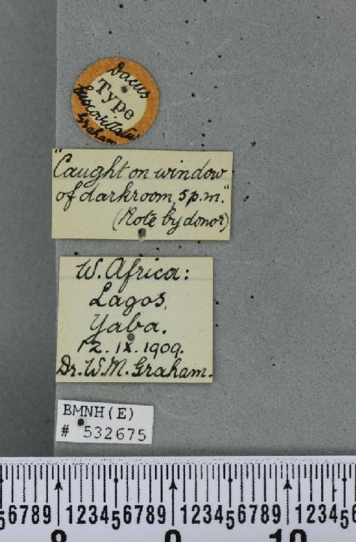 Dacus (Mictodacus) fuscovittatus Graham, 1910 - BMNHE_532675_label_39467