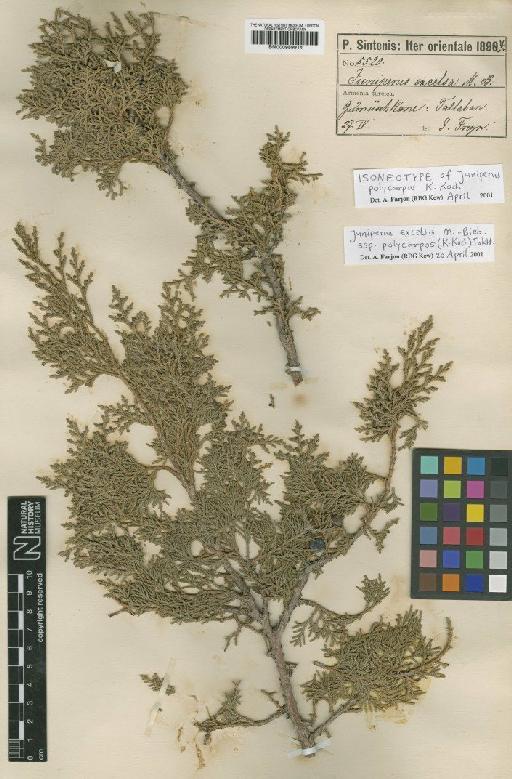 Juniperus excelsa subsp. polycarpos (K.Koch) Takht. - BM000959914