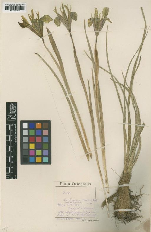 Iris aschersonii Foster - BM000958401