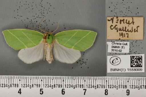 Bena bicolorana (Fuessly, 1775) - BMNHE_1568009_293462