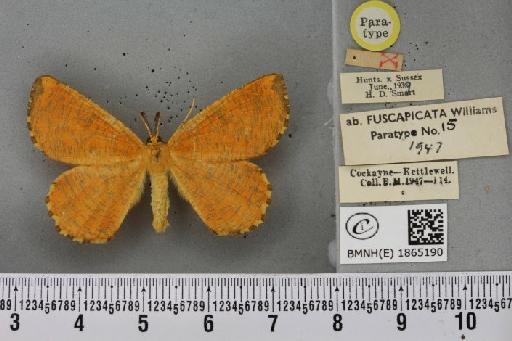 Angerona prunaria ab. fuscapicata Williams, 1947 - BMNHE_1865190_430778