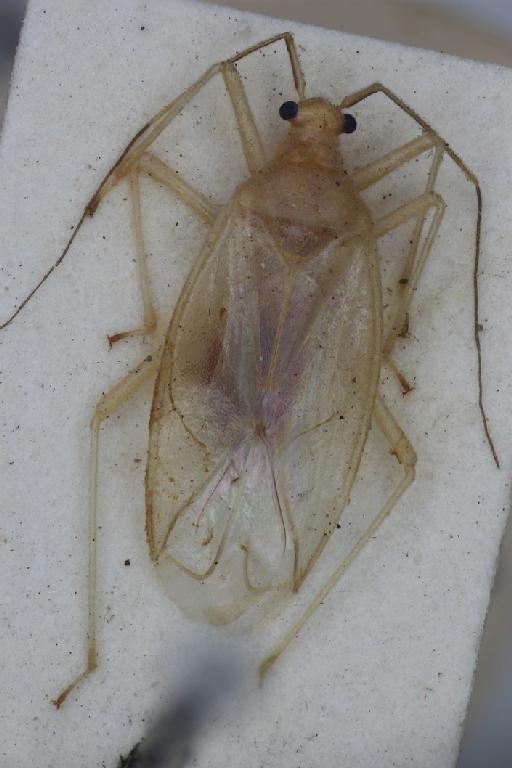 Mala unicolor Distant, 1884 - Mala unicolor-BMNH(E)1633134-Lectotype male dorsal X1.6 FK