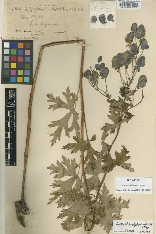 Aconitum williamsii Lauener - BM000514903