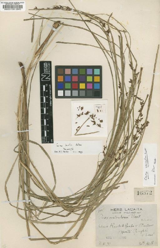 Carex burtii Noltie - BM000551298