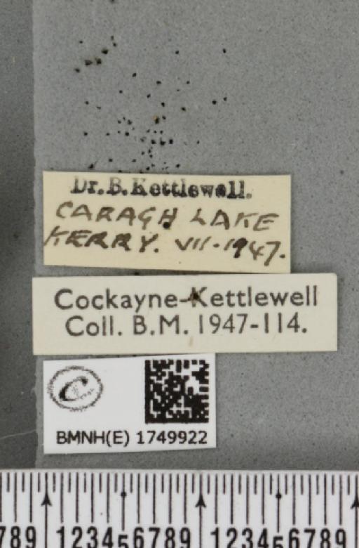 Hydriomena furcata ab. goodsoni Cockayne, 1953 - BMNHE_1749922_label_327388