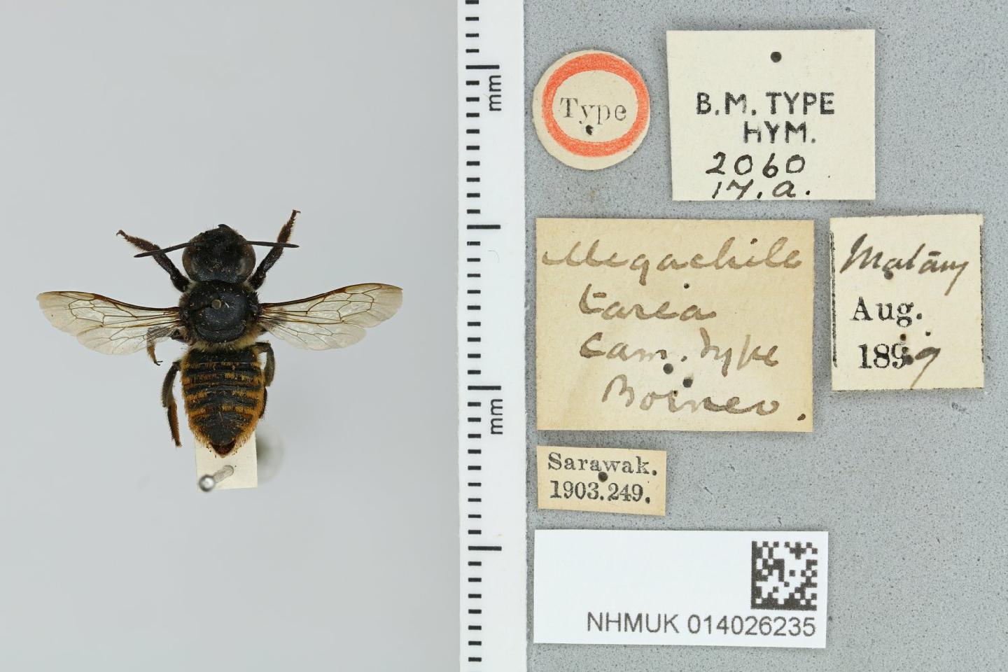 Megachile tarea