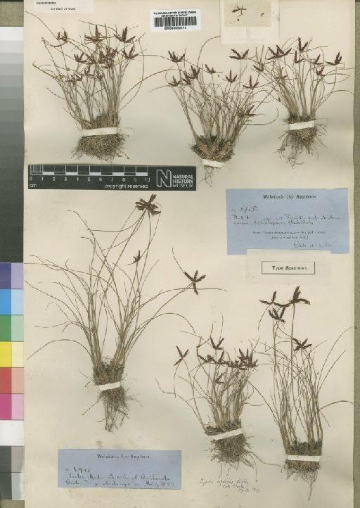 Cyperus semitrifidus Schrad. - BM000922474