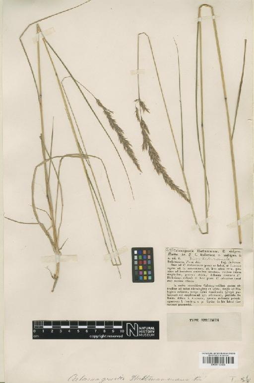 Calamagrostis × hartmanniana Fr. - BM001134208