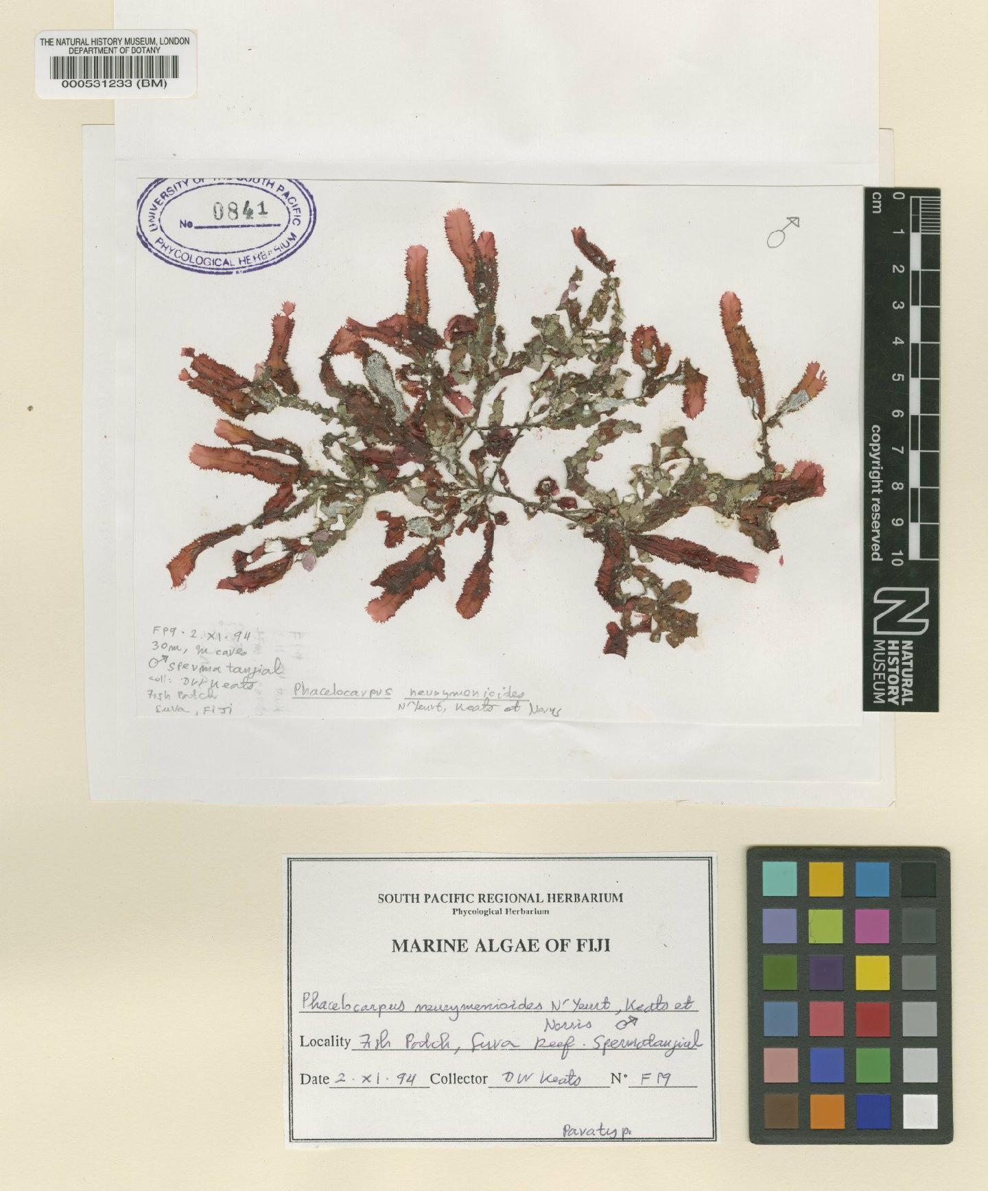To NHMUK collection (Phacelocarpus neurymenioides N'Yeurt, Keats & R.E.Norris; Paratype; NHMUK:ecatalogue:2288548)