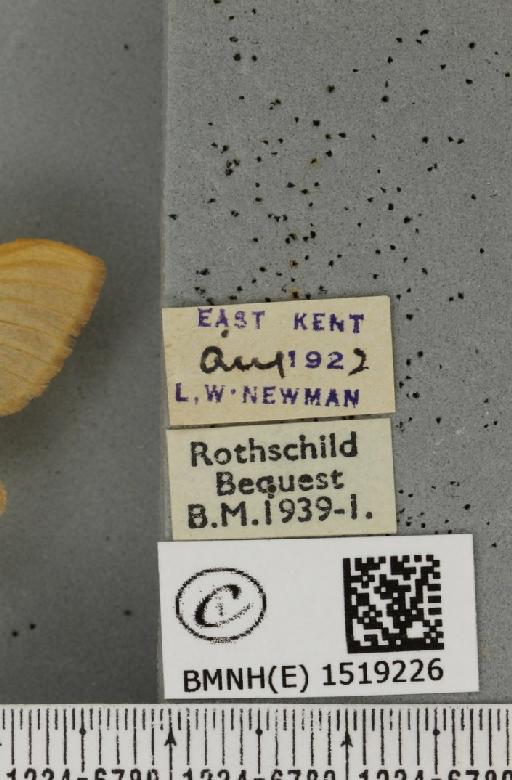 Lasiocampa trifolii flava Chalmers-Hunt, 1962 - BMNHE_1519226_label_192604