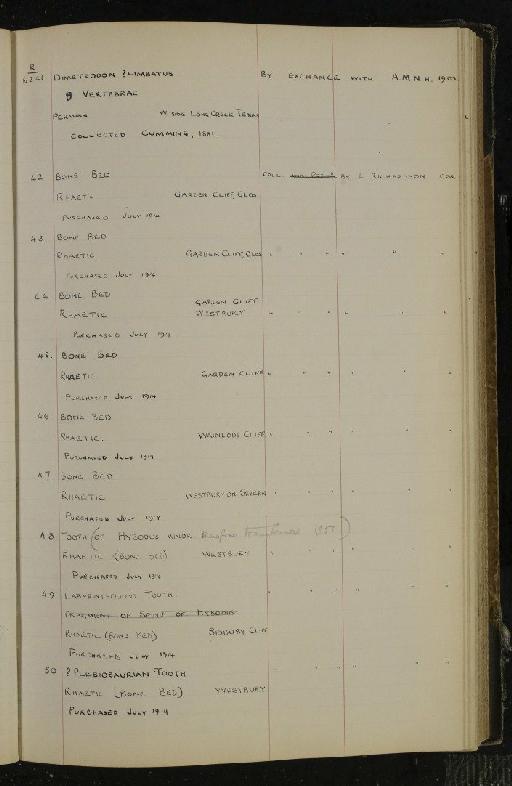 Pachystropheus rhaeticus E. Huene, 1935 - NHM-UK_P_DF118_03_23_0231