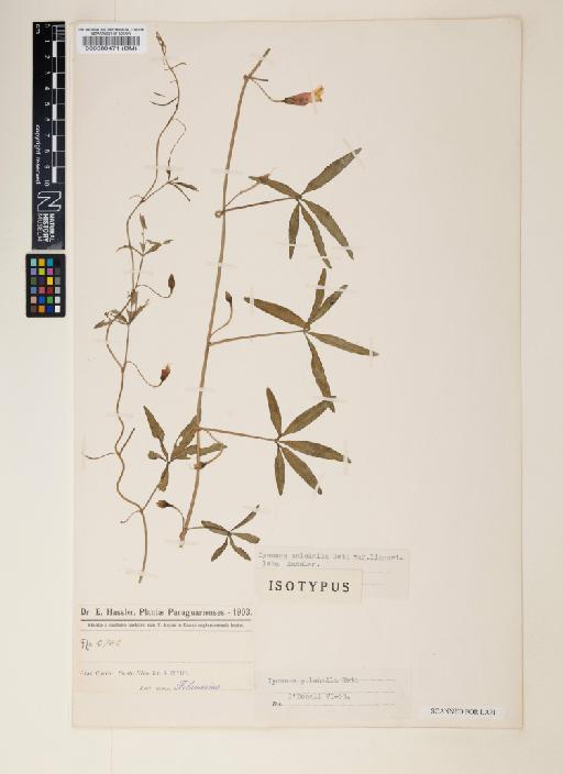 Ipomoea pulchella Roth - 000089471