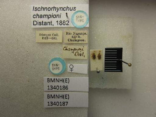 Ischnorhynchus championi Distant, 1882 - Ischnorhynchus championi-BMNH(E)1340186-Syntype female dorsal & labels