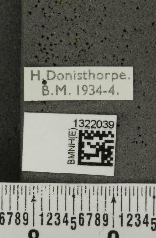 Epitrix atropae Foudras, 1861 - BMNHE_1322039_label_11714