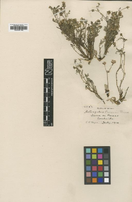Astragalus purpusii M.E.Jones - BM000931694