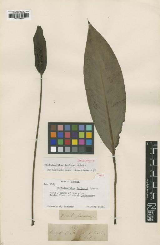 Spathiphyllum gardneri Schott - BM000938253
