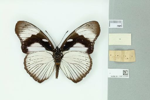 Hypolimnas anthedon wahlbergi Wallengren, 1857 - 014199396_Ventral