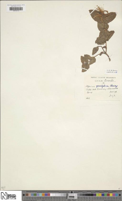 Hypericum grandifolium Choisy - BM001204405