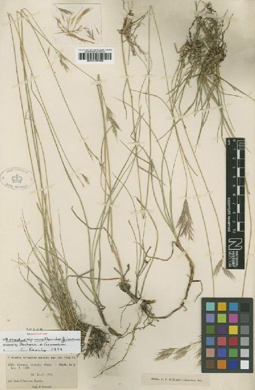 Bromus moellendorfianus (Asch. & Graebn.) Hayek - BM001067308