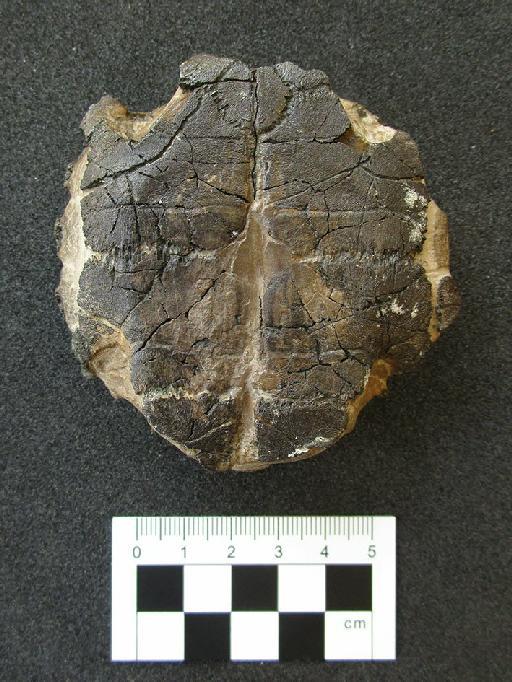 Emys comptoni Bell, 1849 - NHMUK_PV_OR_37210_ventral