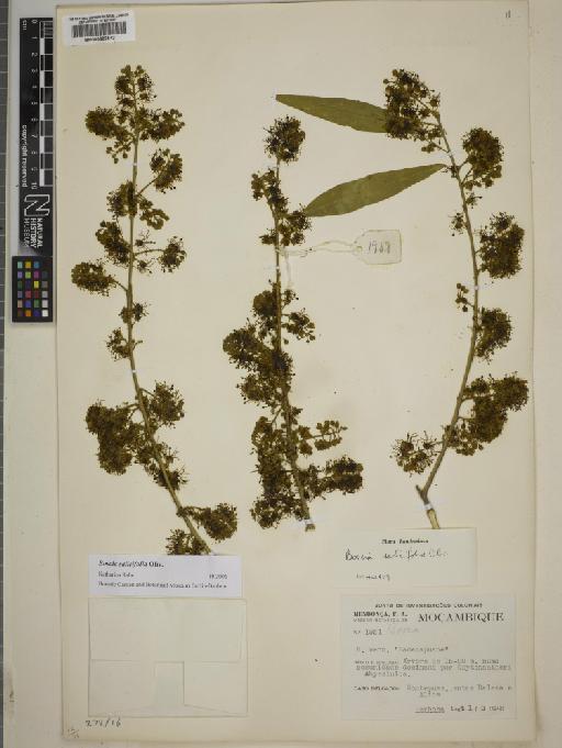 Boscia salicifolia Oliv. - BM000802542