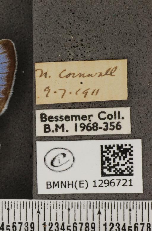 Maculinea arion eutyphron (Fruhstorfer, 1915) - BMNHE_1296721_label_134048