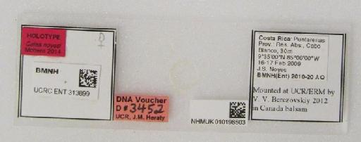 Cales noyesi Mottern, 2014 - Cales noyesi #010198503 holotype slide