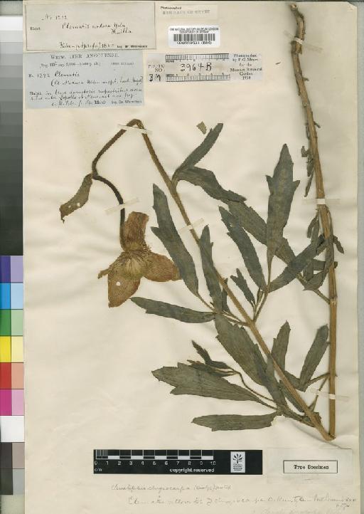 Clematopsis chrysocarpa (Welw. ex Oliv.) Hutch. - BM000559531