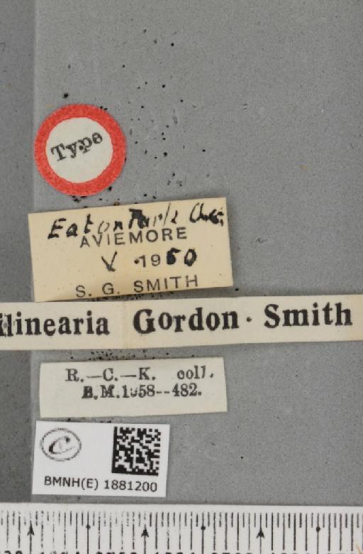 Selenia dentaria ab. unilinearia Smith, 1951 - BMNHE_1881200_label_446575