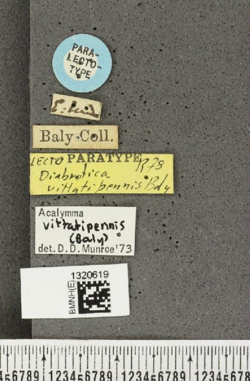 Acalymma vittatipennis (Baly, 1886) - BMNHE_1320619_label_21485