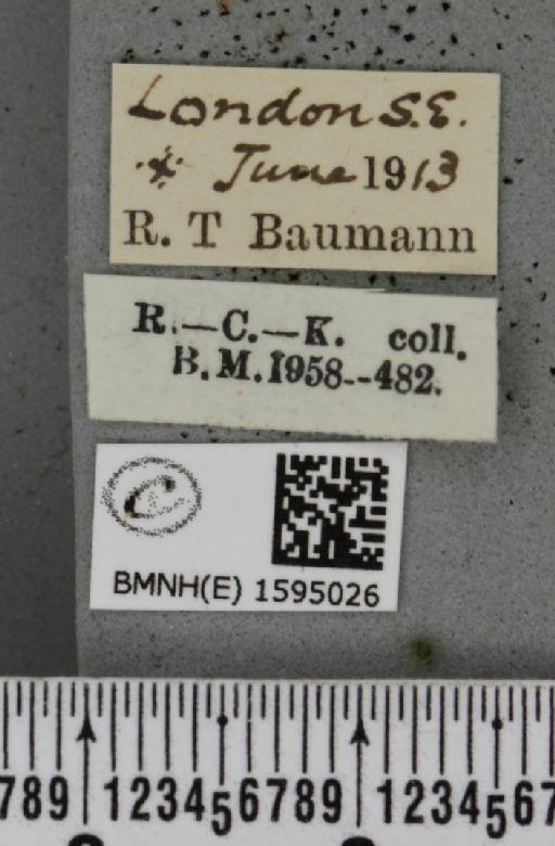 Idaea seriata ab. cubicularia Peyerimhoff, 1862 - BMNHE_1595026_label_262838