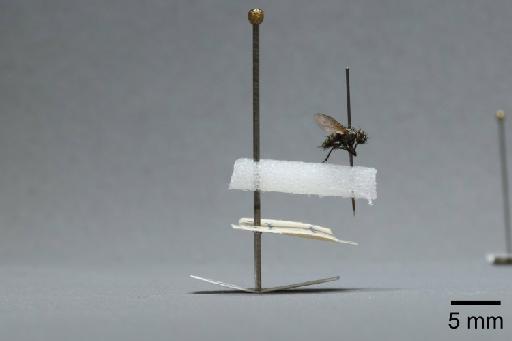 Sarcophaga (Myorhina) nigriventris Meigen, 1826 - 015091635_lateral