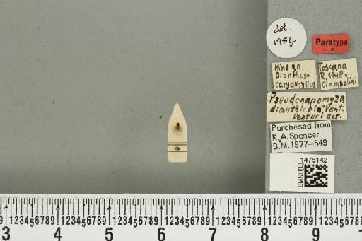Liriomyza dianthicola (Venturi, 1949) - BMNHE_1475142_a_49806