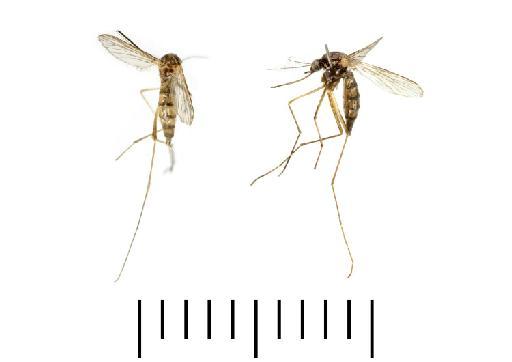 Aedes (Aedimorphus) vexans arabiensis (Patton, 1905) - 19