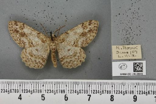 Hypomecis punctinalis (Scopoli, 1763) - BMNHE_1912846_479772