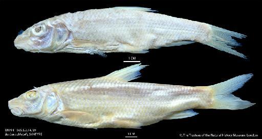 Barbus schlegelii Günther, 1868 - BMNH 1865.5.2.14, 59 Barbus schlegelii, SYNTYPE