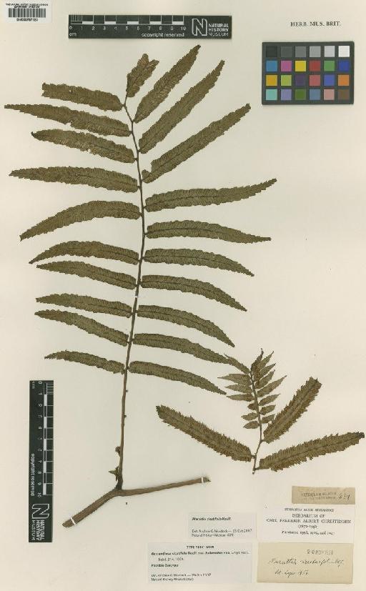 Marattia cicutifolia Kaulf. - BM000787120