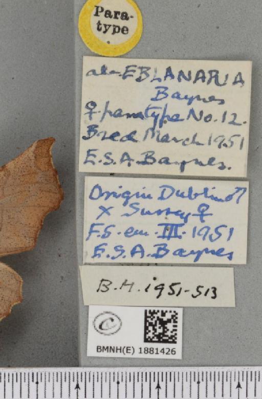 Selenia dentaria ab. eblanaria Baynes, 1952 - BMNHE_1881426_label_446739