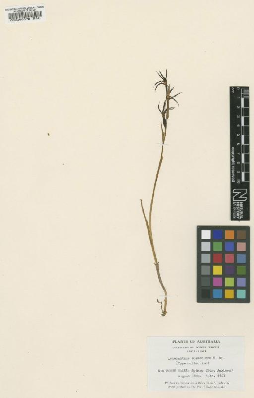 Lyperanthus suaveolens R.Br. - BM000095078