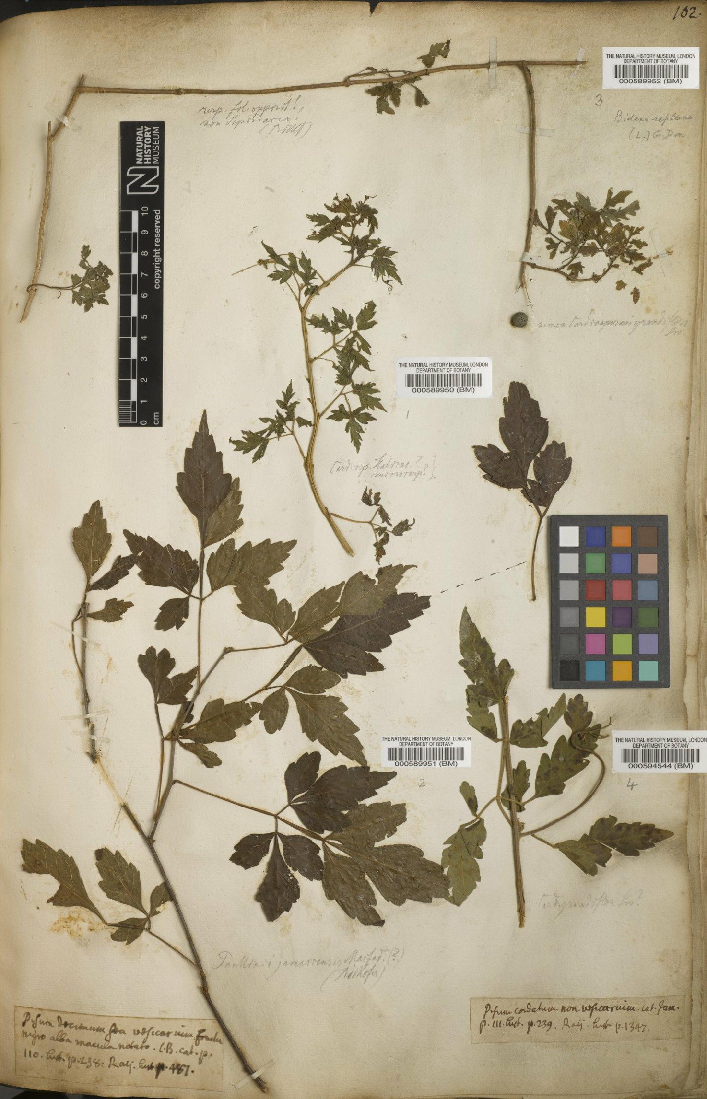 To NHMUK collection (Coreopsis reptans L.; NHMUK:ecatalogue:4707608)