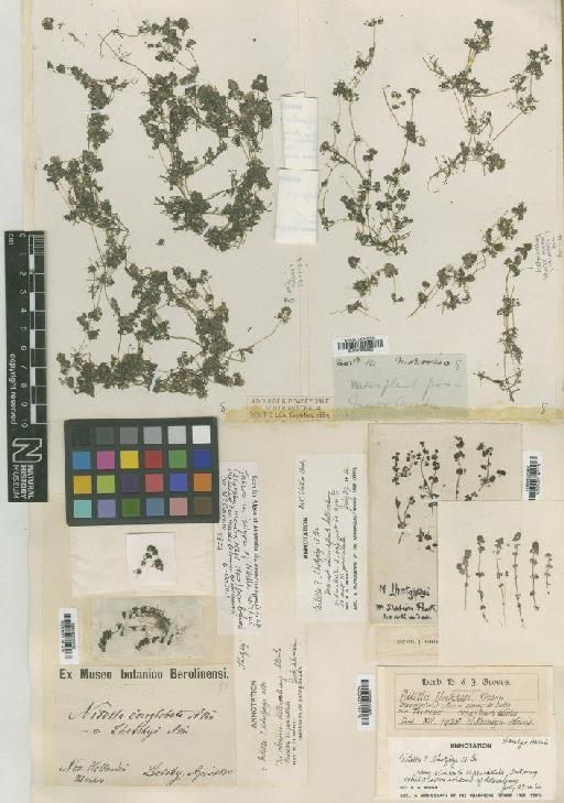 Nitella lhotzkyi (A.Braun) A.Braun - BM000989853_a