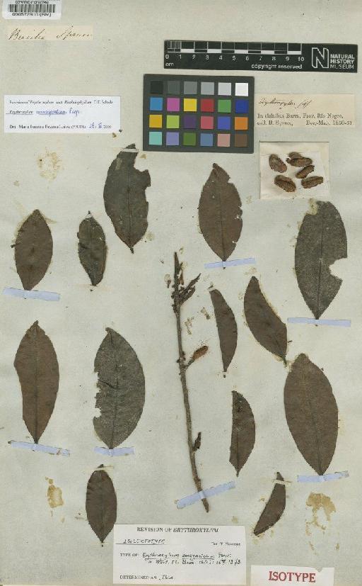 Erythroxylum amazonicum Peyr. - BM000572910