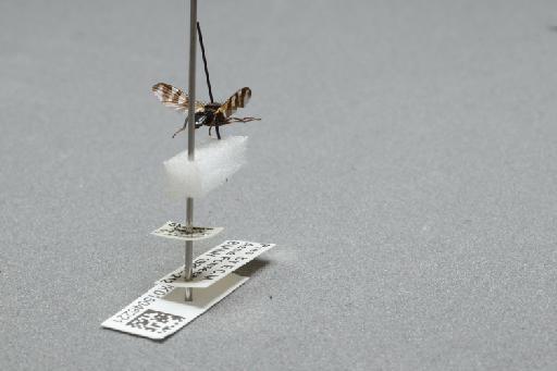 Ceroxys urticae (Linnaeus, 1758) - 015046221_additional_1