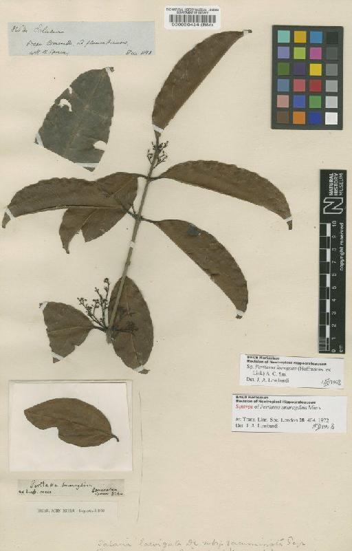 Peritassa laevigata (Hoffmanns. ex Link) A.C.Sm. - BM000080424