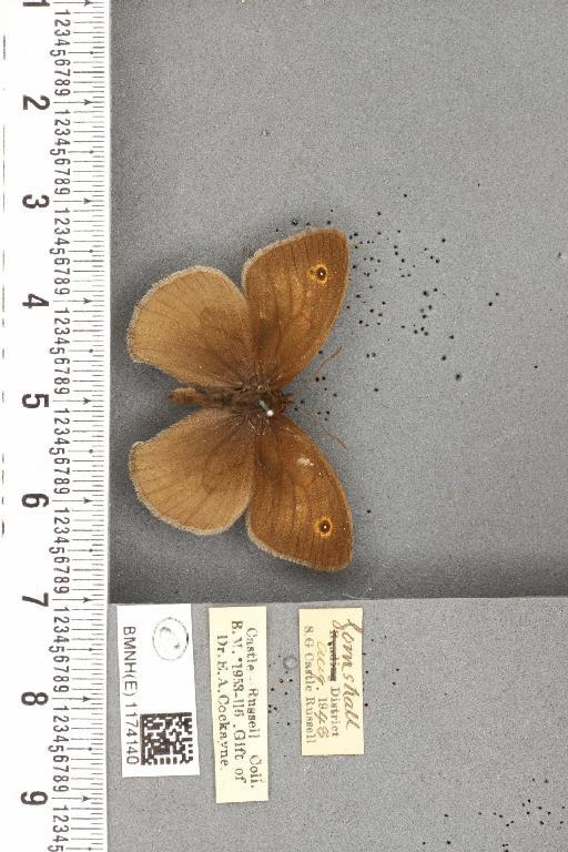 Maniola jurtina insularis ab. minor Leeds, 1950 - BMNHE_1174140_39345