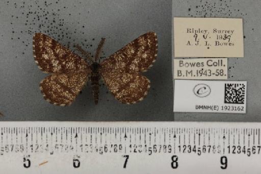 Ematurga atomaria (Linnaeus, 1758) - BMNHE_1923162_487742