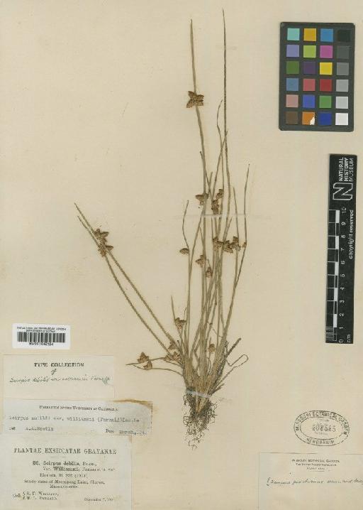 Scirpus purshianus Fernald - BM001042124