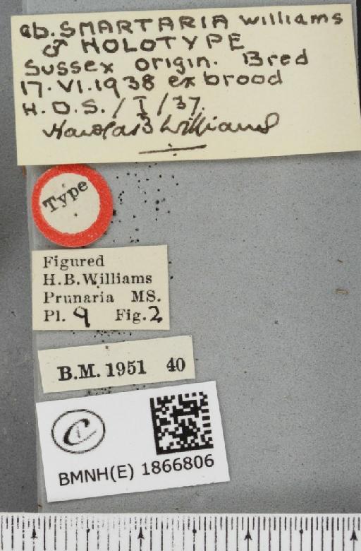 Angerona prunaria ab. smartaria Williams, 1947 - BMNHE_1866806_label_439962