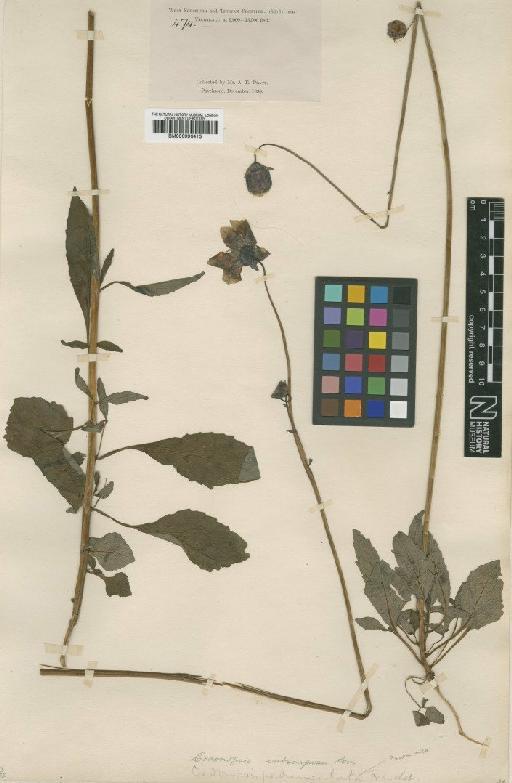 Codonopsis subscaposa Wight - BM000996413