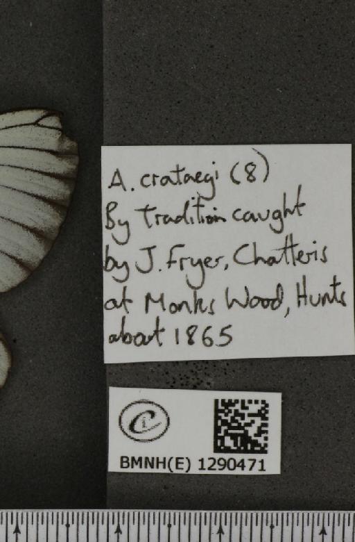 Aporia crataegi (Linnaeus, 1758) - BMNHE_1290471_label_128308